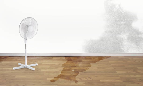 Best Water damage cleanup near me  in Swoyersville, PA